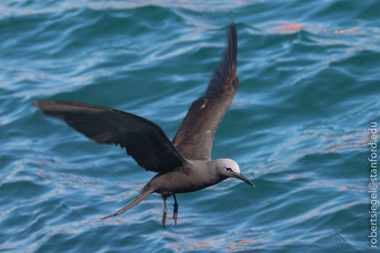 galapagos